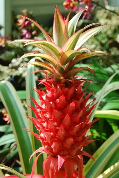 Цветущий ананас