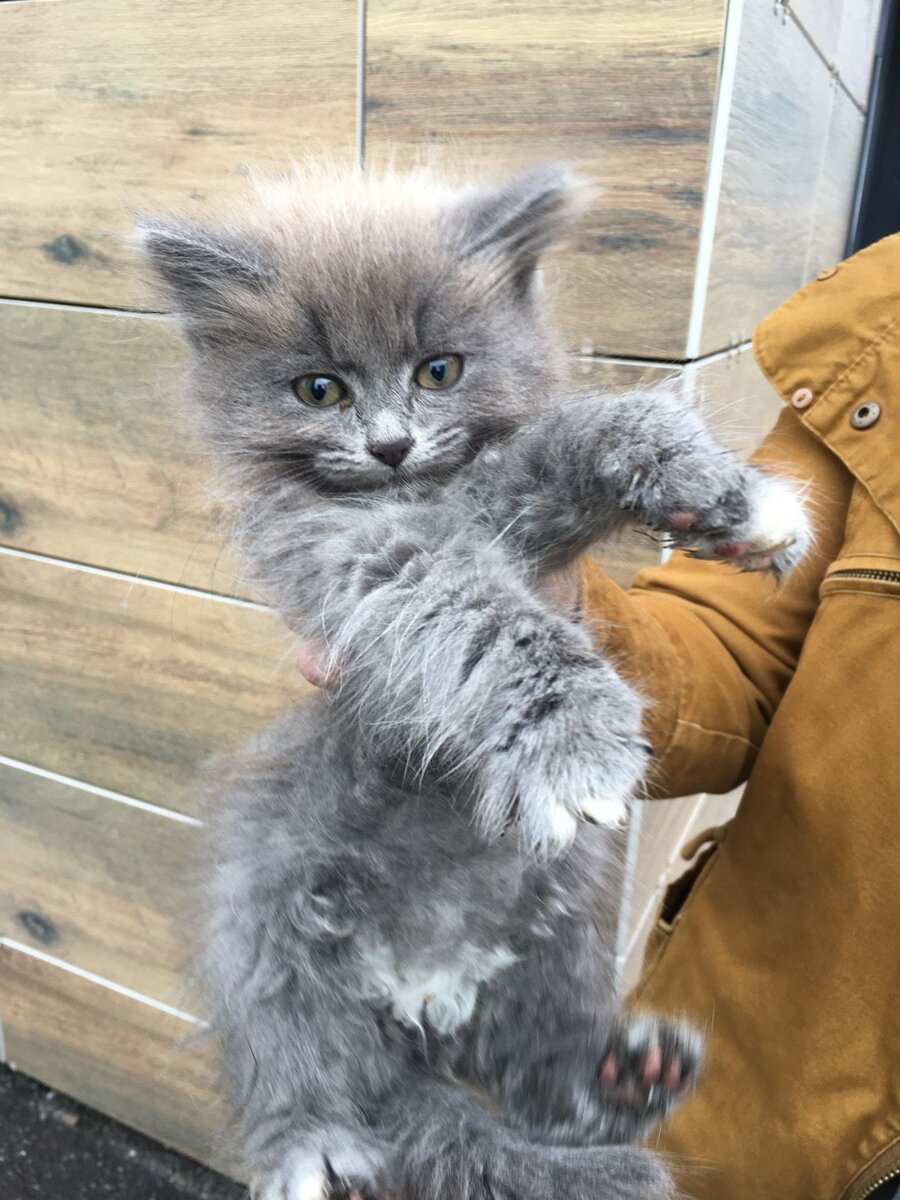 Очередной подкидыш