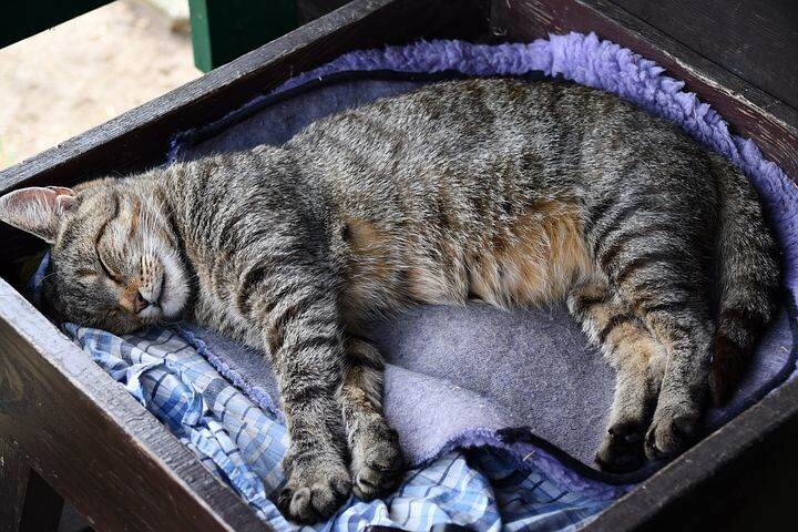 К чему снятся кошки: значение сна по соннику | Проект YOURSPELLS.ru | Дзен