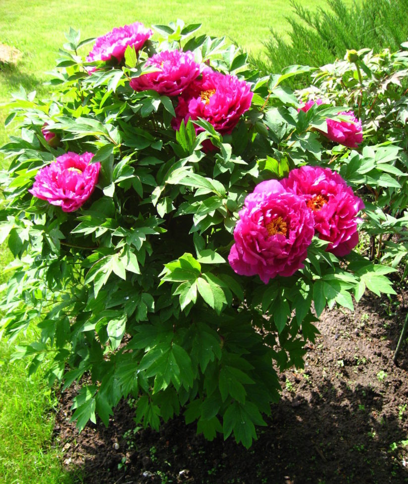 Посадка и уход за пионами Посадка: в конце августа или в начале сентября. Цветение: май. Освещение: яркий солнечный свет в первой половине дня, затем яркий рассеянный свет или легкая полутень. Почва: суглинок слабокислой реакции. Полив: нечастый, но обильный: по 2-3 ведра воды на каждый взрослый куст. Подкормки: первая подкормка проводится ранней весной, а со второй недели мая пионы каждый месяц обрабатывают по листьям раствором минерального или органического удобрения. Размножение: корневыми черенками и семенами (редко). Вредители: жуки-бронзовки, дерновые муравьи, галловые нематоды. Болезни: серая гниль, ржавчина, бурая пятнистость, септориоз, корневая гниль, вирусная мозаика. Источник: https://floristics.info/ru/stati/sadovodstvo/2087-piony-posadka-ukhod-peresadka-i-obrezka.html