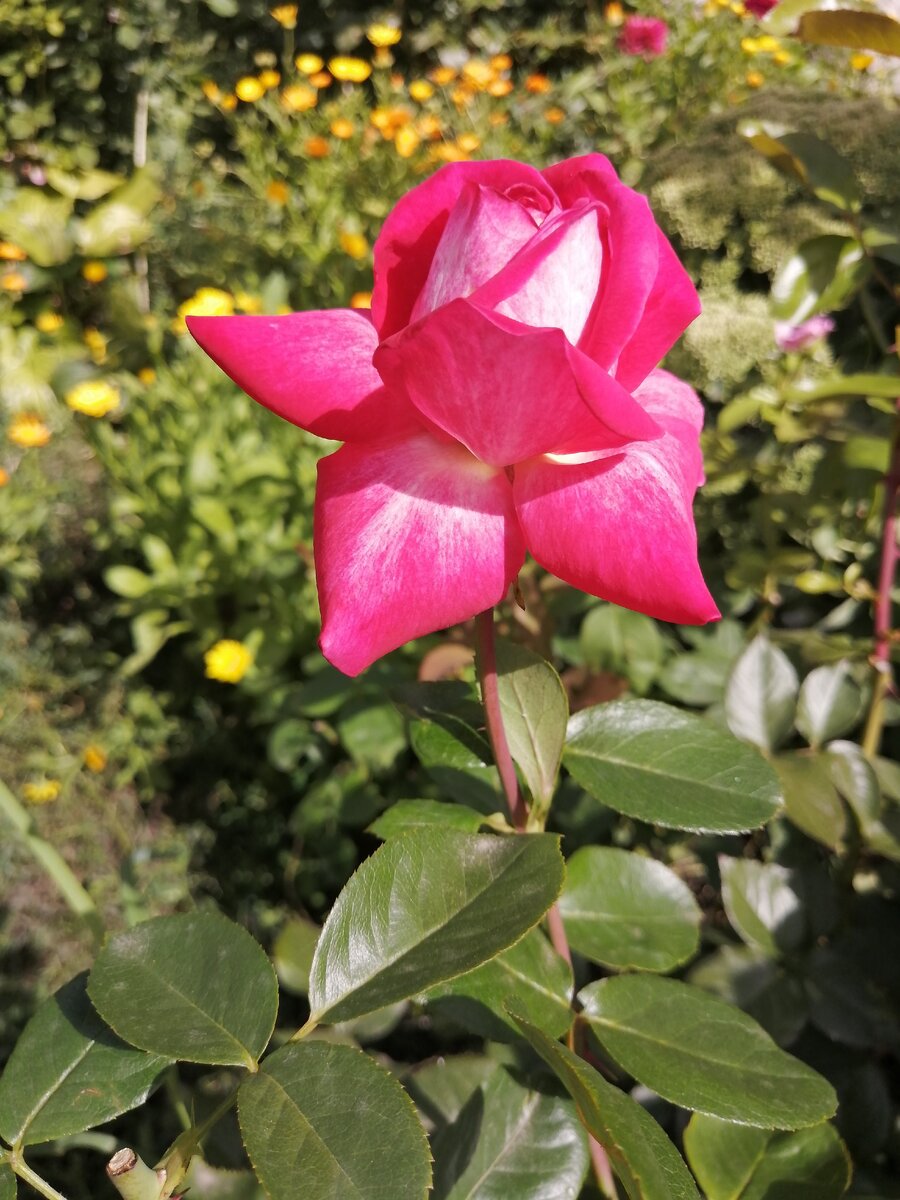 Rose Gaujard Роуз Гожар. Фото моё. 