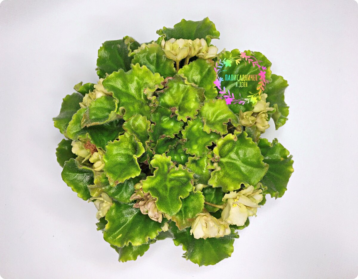 Она же, вид сверху. Цветы держит и новые цветоносы выбрасывает несмотря ни на что. Ну, как такую не любить?