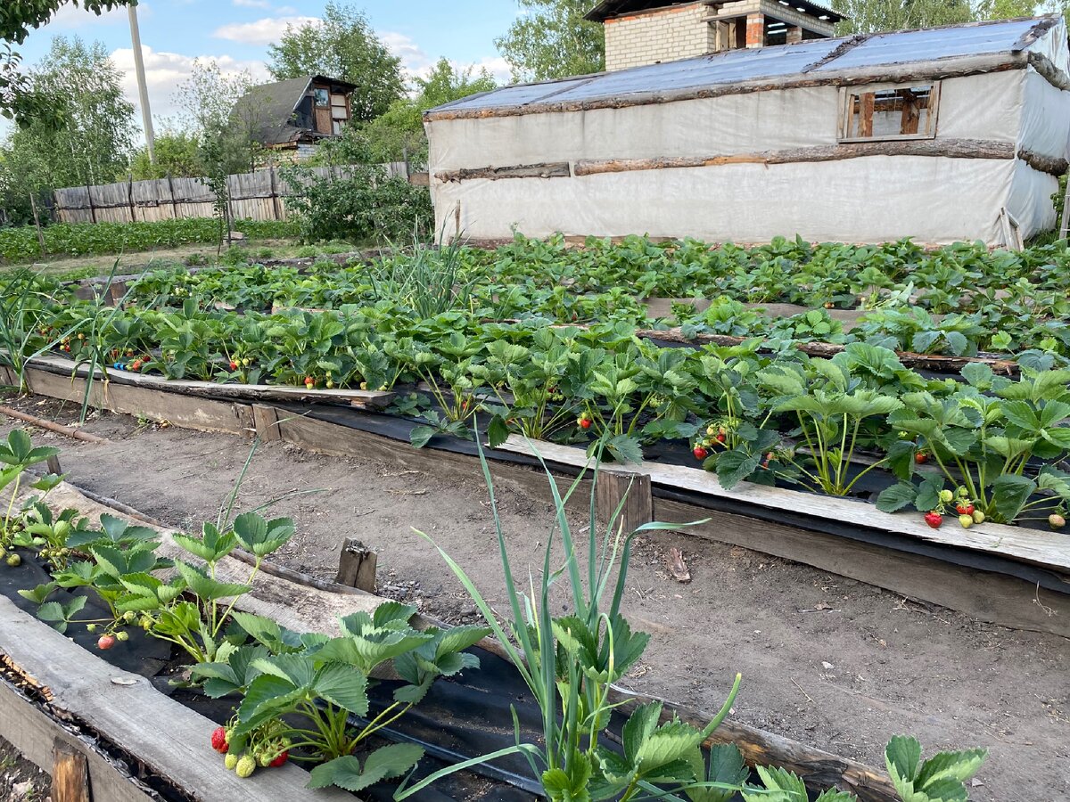 На дачном участке у родителей