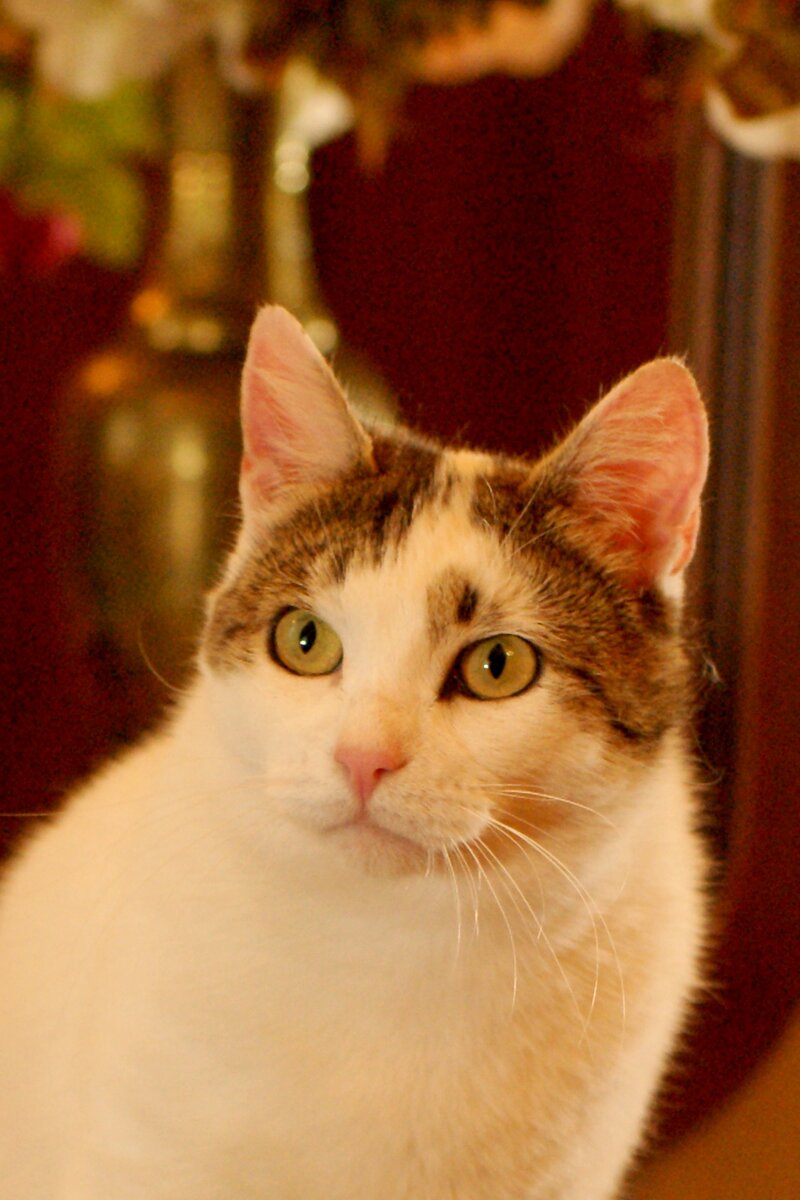 Treasuring cat. Treasure cat.
