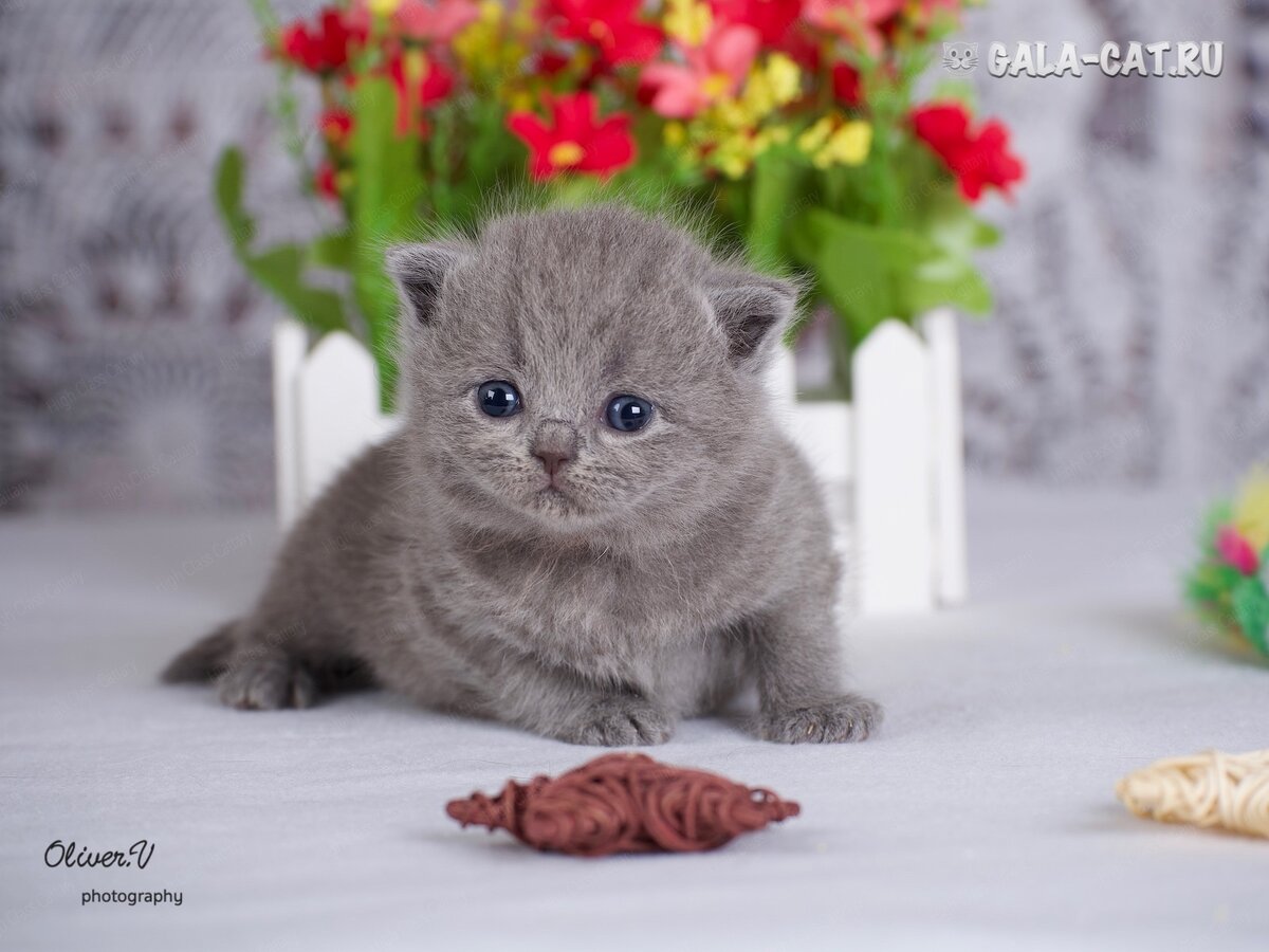Гала Кэт питомник британских кошек