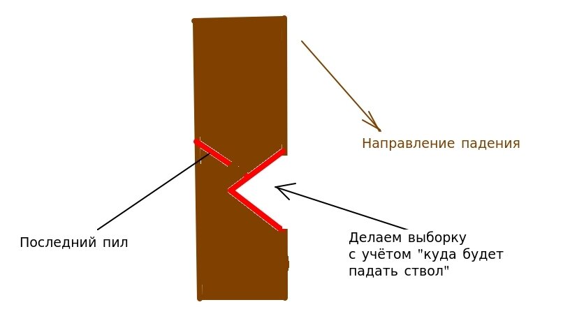 Вдоль это куда. Как спилить дерево бензопилой в нужном направлении