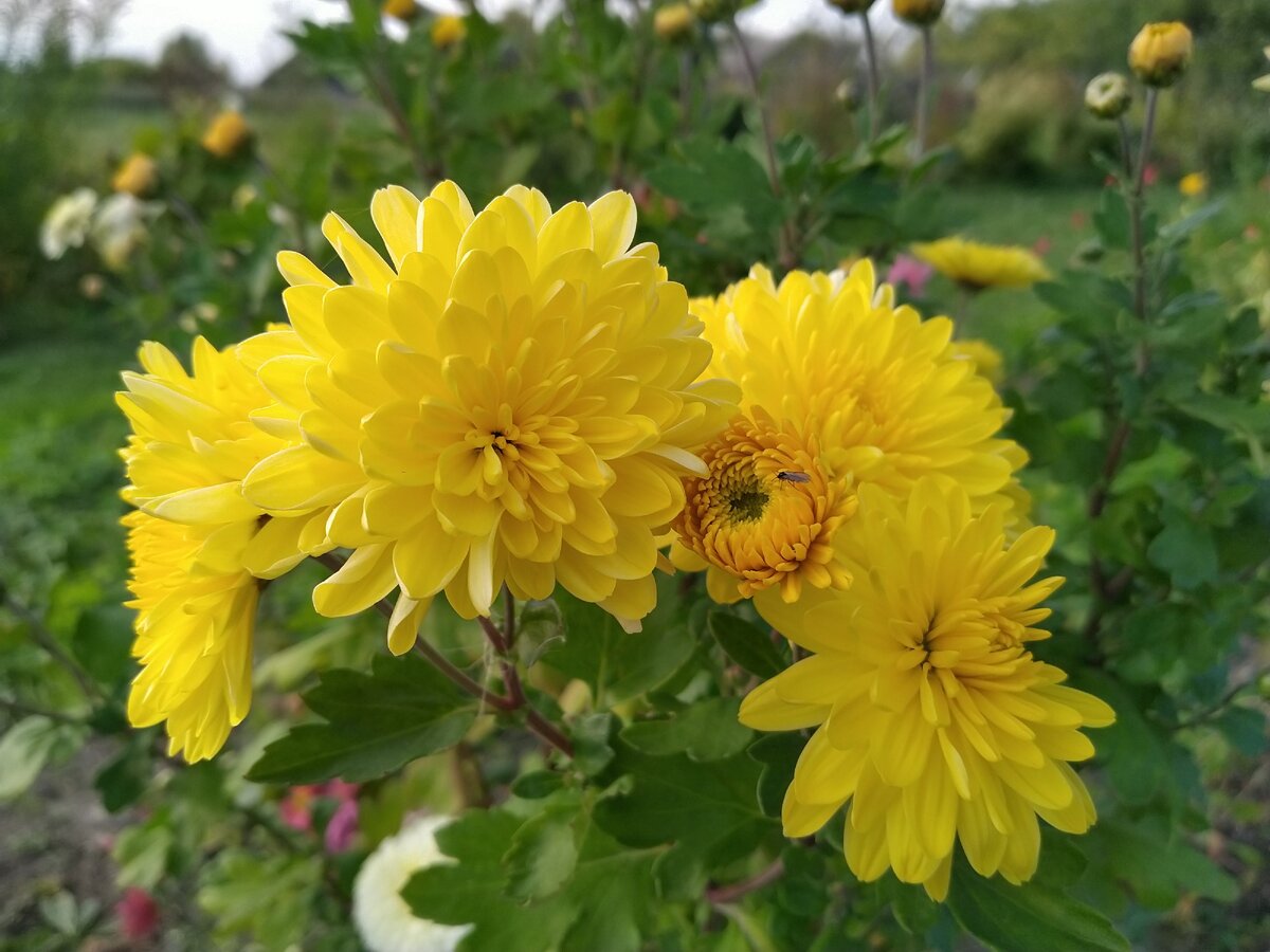 Как-то свекла на сфотографировалась)) Зато цветов много тысяч фото))))