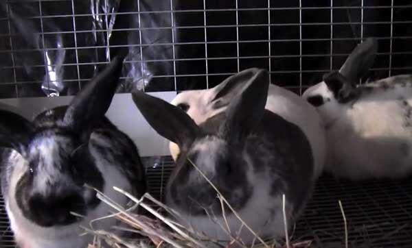 Многоярусная мини-ферма и клетки для разведения кроликов