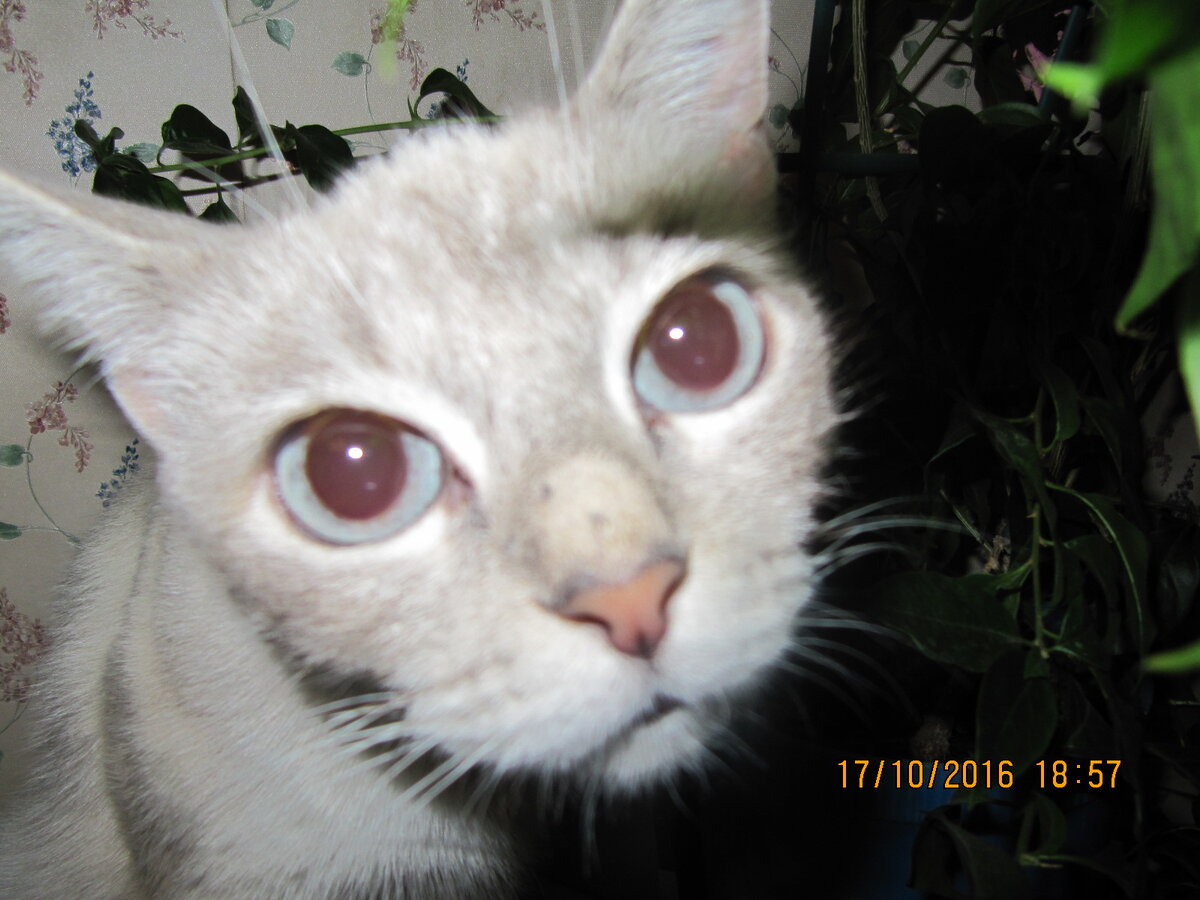 Вот она, несчастье. Первые дни дома.