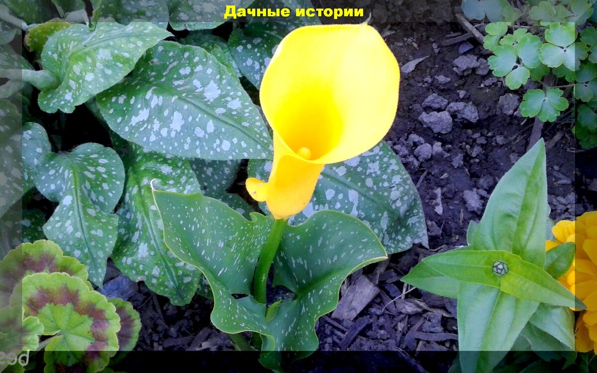 Как зимуют каллы в саду. Соцветие каллы. калла начало цветения. почему не цветут каллы в открытом грунте. каллы на сахалине.