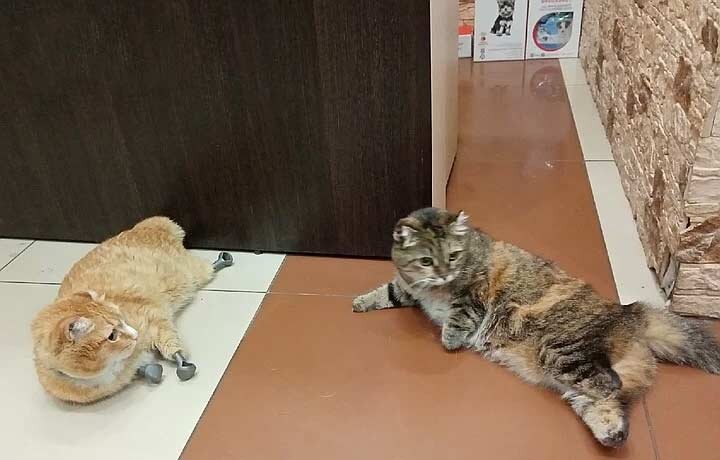 Рыжик и Василиса. Источник фото: https://www.murcat.ru/istorii-pro-koshek/index.php?id=1597071998