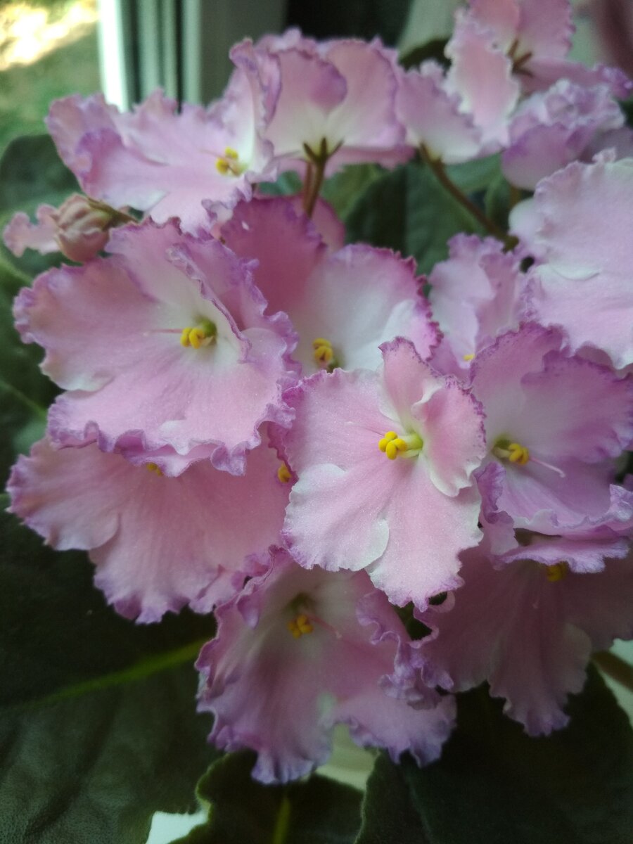 Heaven's A-calling (T. Davis) 