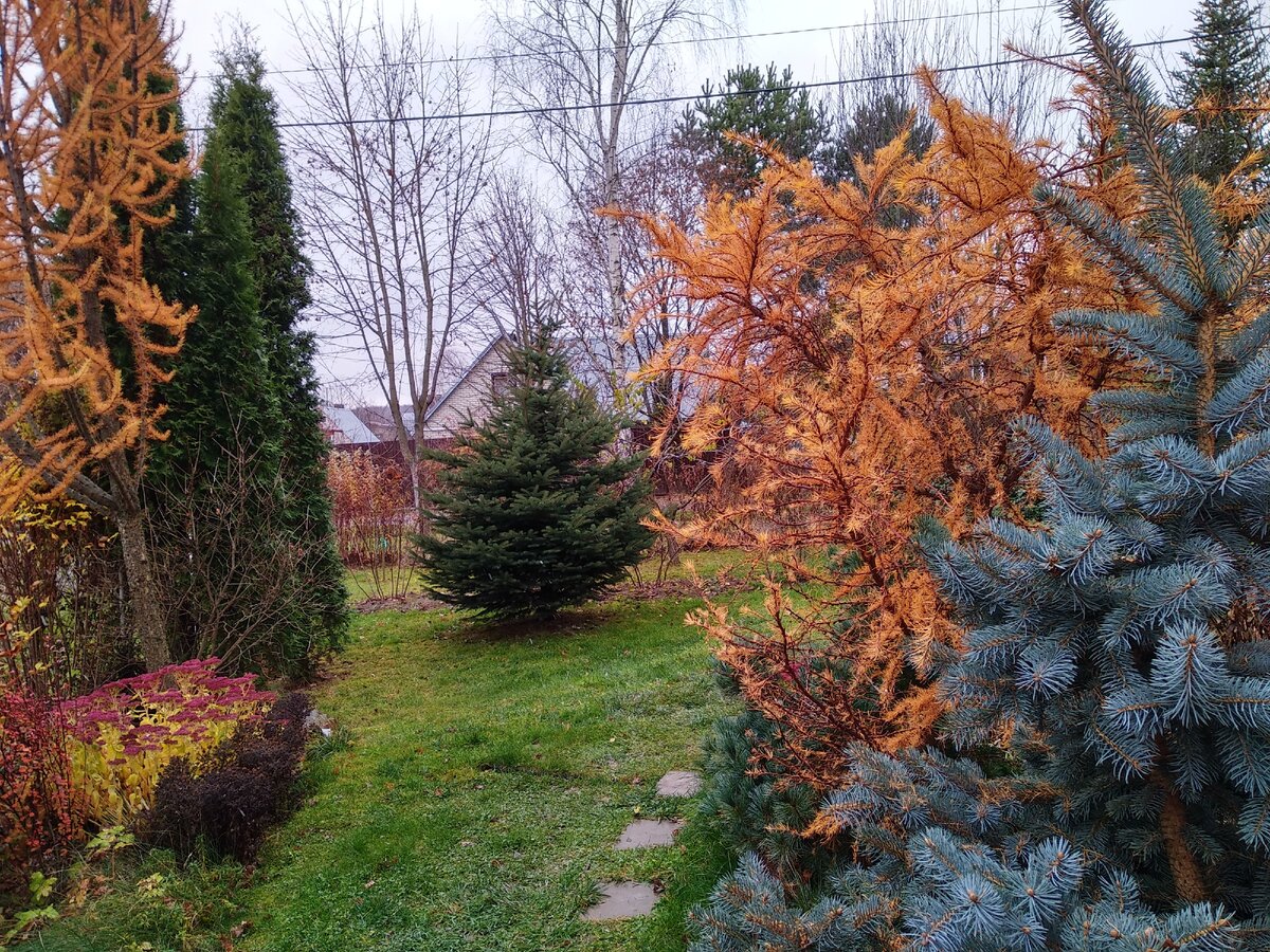 Слева лиственница "Jacobsens Pyramid", справа  ель колючая "Glauca Globosa" и лиственница Кемпфера "Little Boggle", прямо - ель колючая "Schovenhorst"