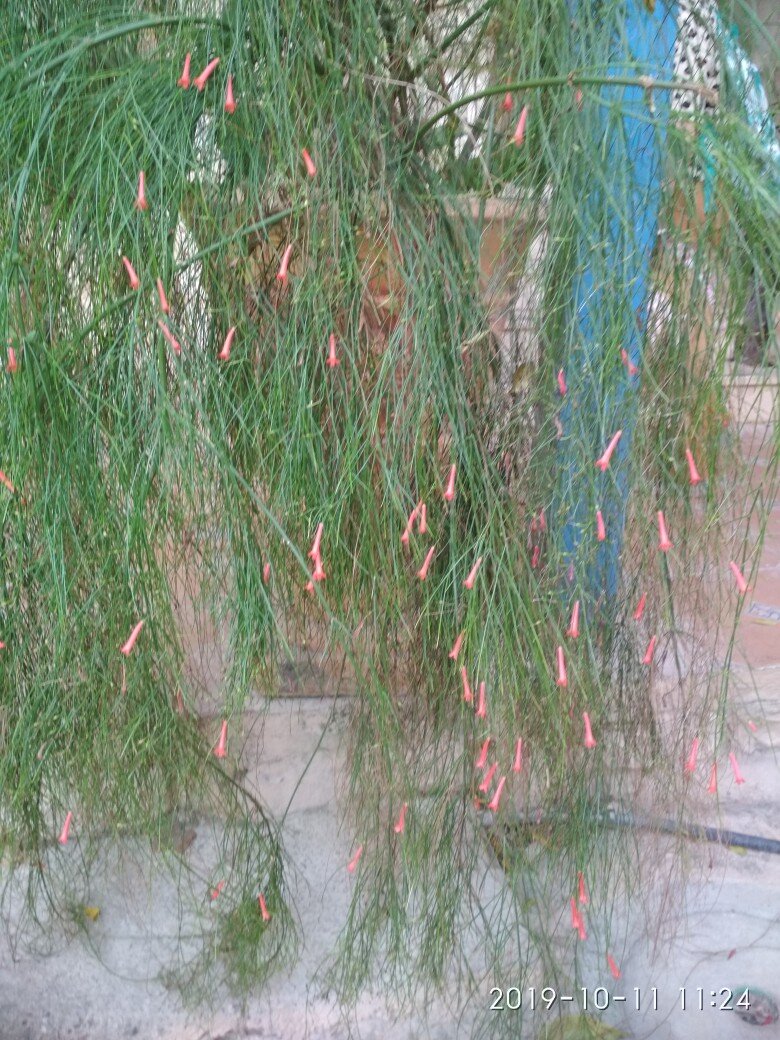 Цветущие растения в саду.