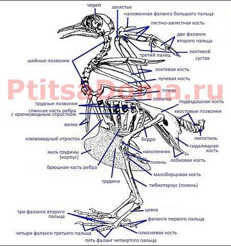 Скелет птицы пояс передних конечностей. Передние конечности голубя скелет. Скелет голубя,пояс передних конечностей. Строение скелета голубя.