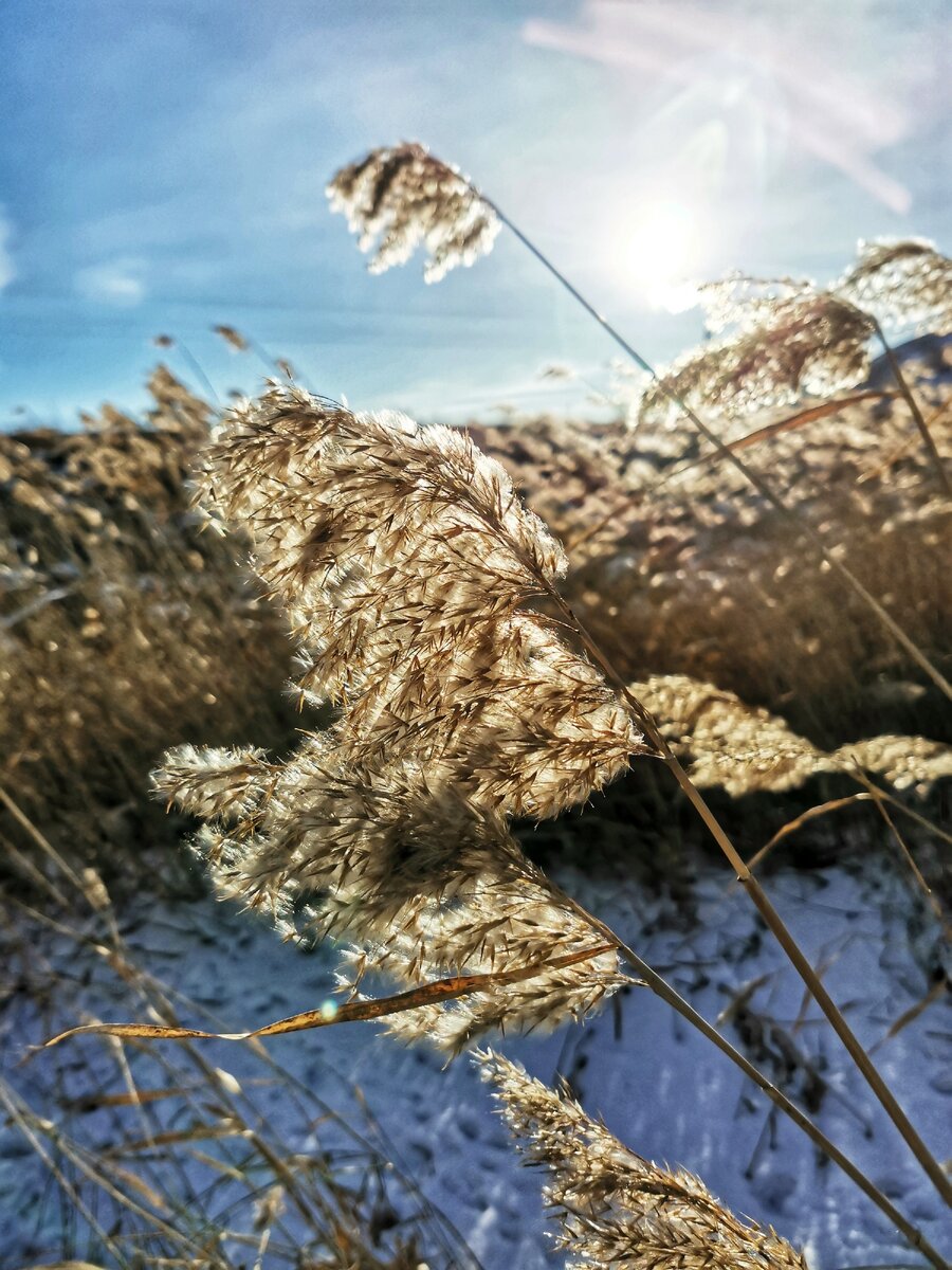 История пса Филиппа, который умел заработать на жизнь