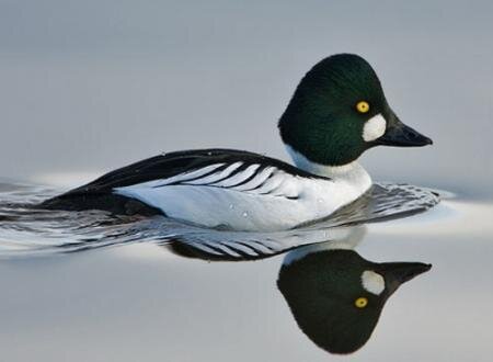 Картинка из открытого источника