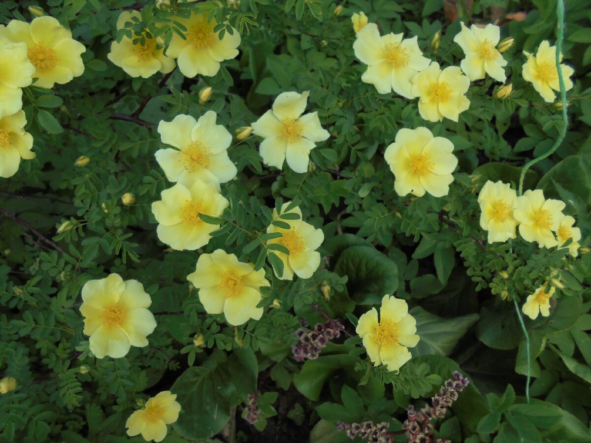 шиповник кокандский (Rosa kokanica)