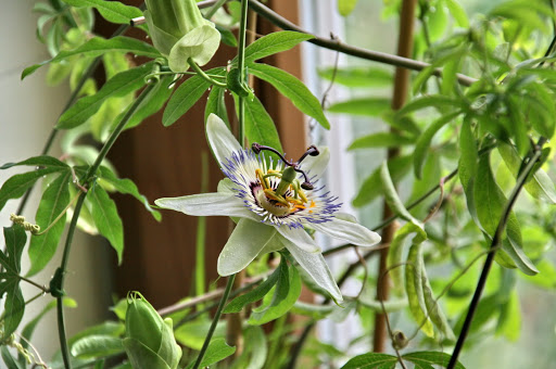 листья и цветок страстоцвета фото из интернета