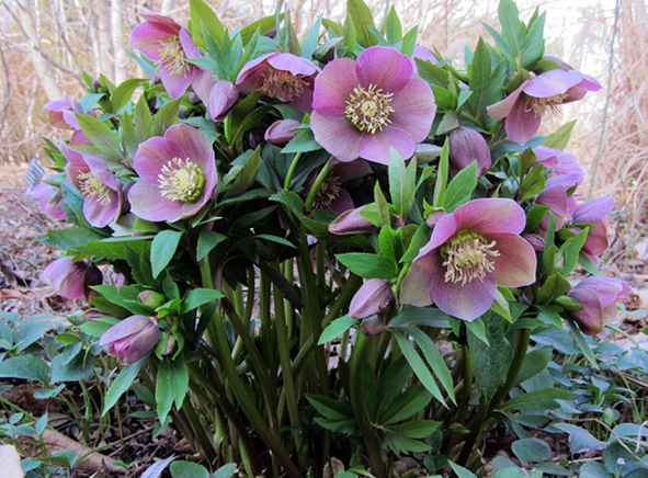 Морозник Восточный. Фото с сайта: саженцы04.рф