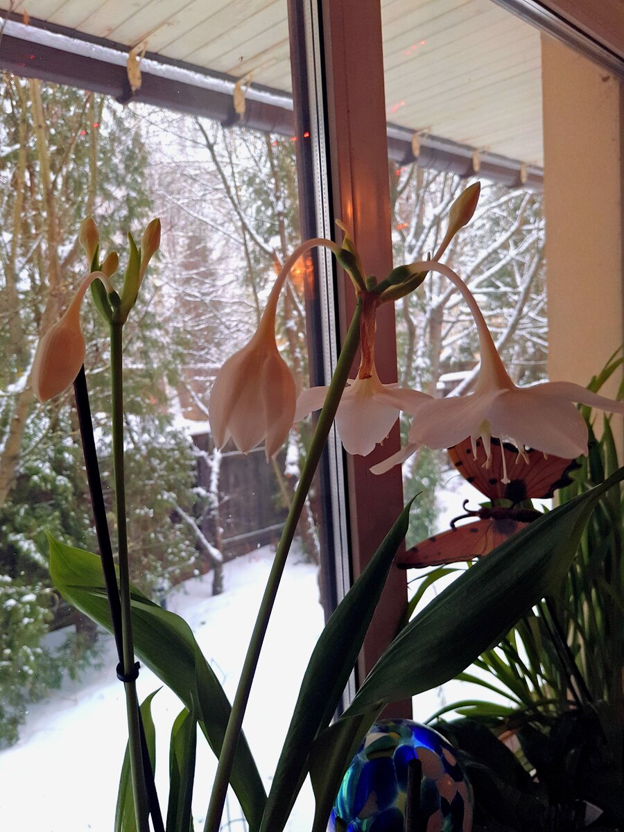 Эухарис - один из моих любимых комнатных растений. Никак не могу добиться целой охапки цветов,потому что спрос на луковицы среди моих родственников и друзей значительно опережает скорость появления деток))) Я стараюсь брать у него луковицы с краешку,  не тревожа весь куст, но он все равно на меня обижается. Для хорошего цветения ему нужно, чтобы корни заняли весь горшок, и делиться он не очень любит