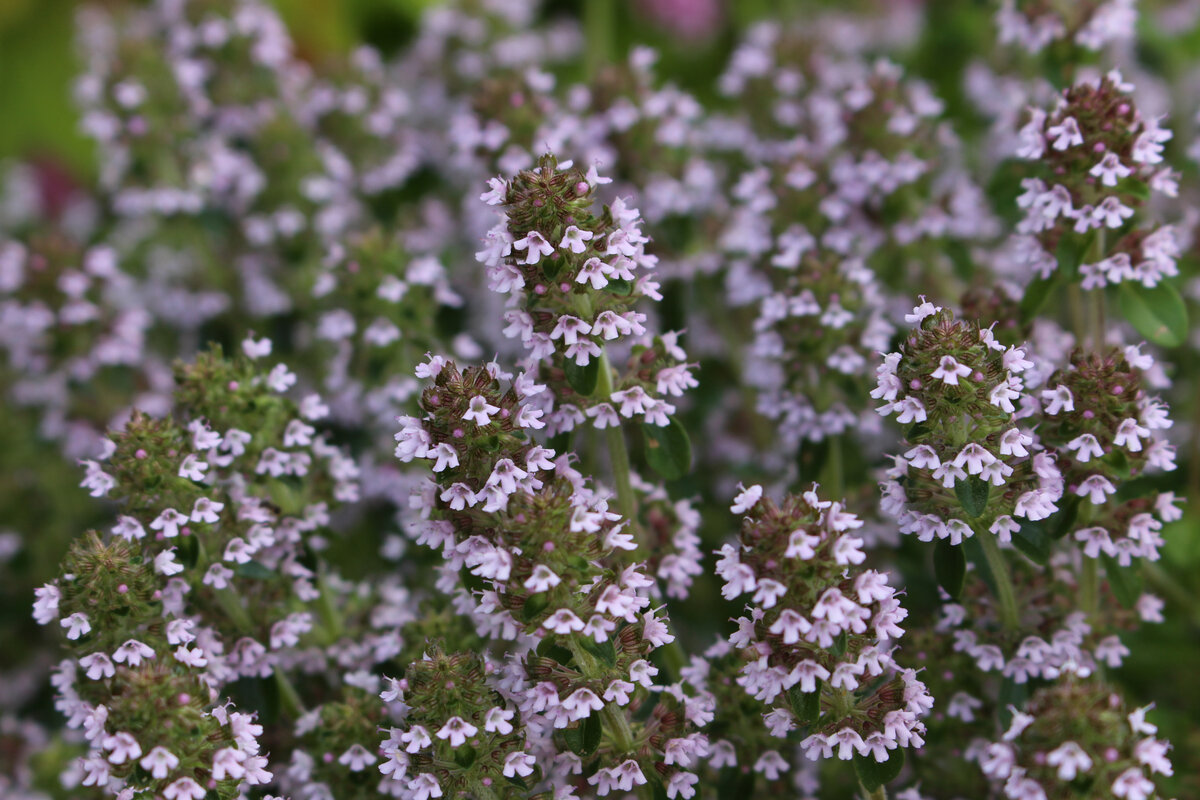 Thymus serpyllum l тимьян ползучий