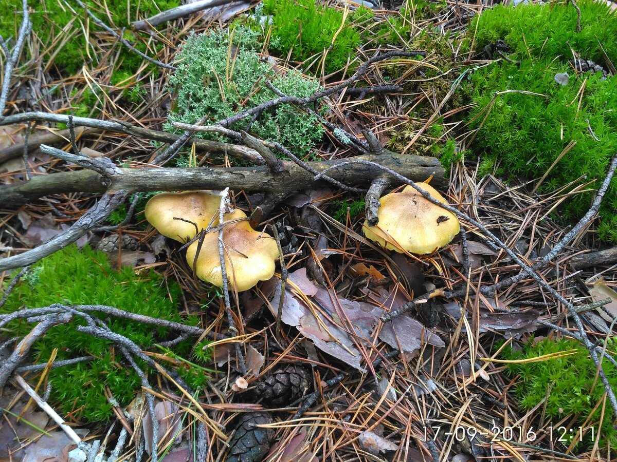 Очень вкусные грибы в мещерских лесах, но не все их знают | Прогулки по ...