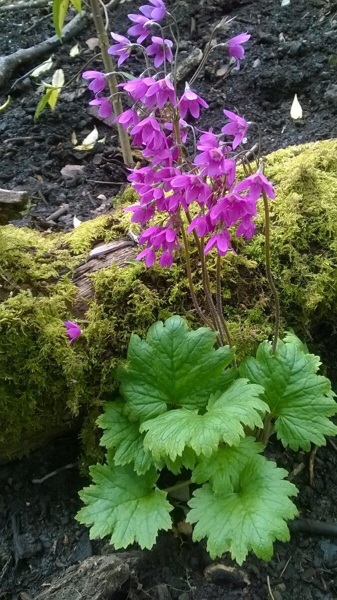  Кортуза Маттиоля (Cortusa matthiollii)
Фото с сайта https://www.gardenersworld.com/plants/cortusa-matthioli/