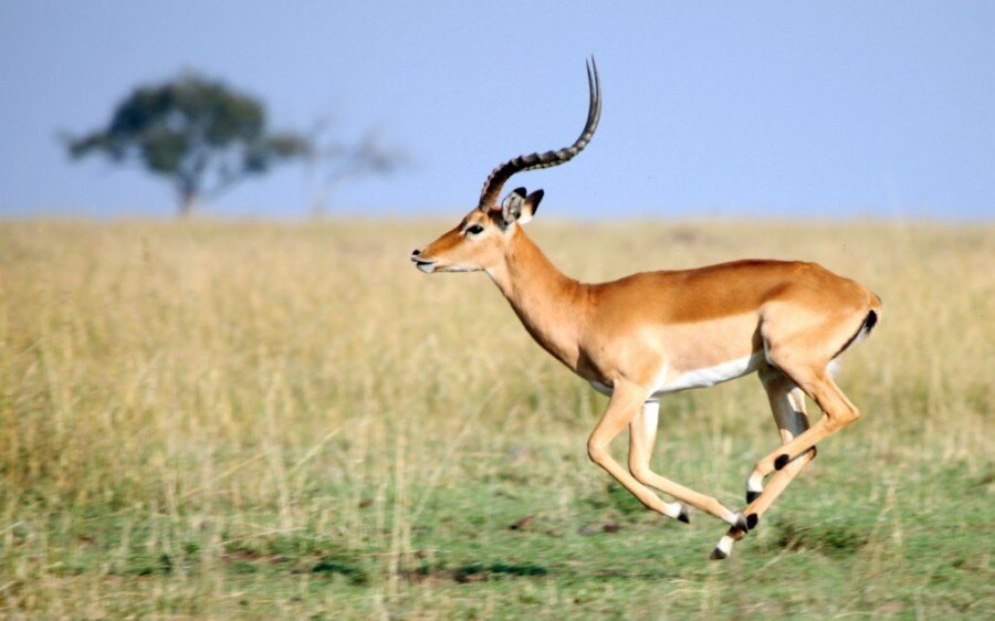 Антилопа импала
