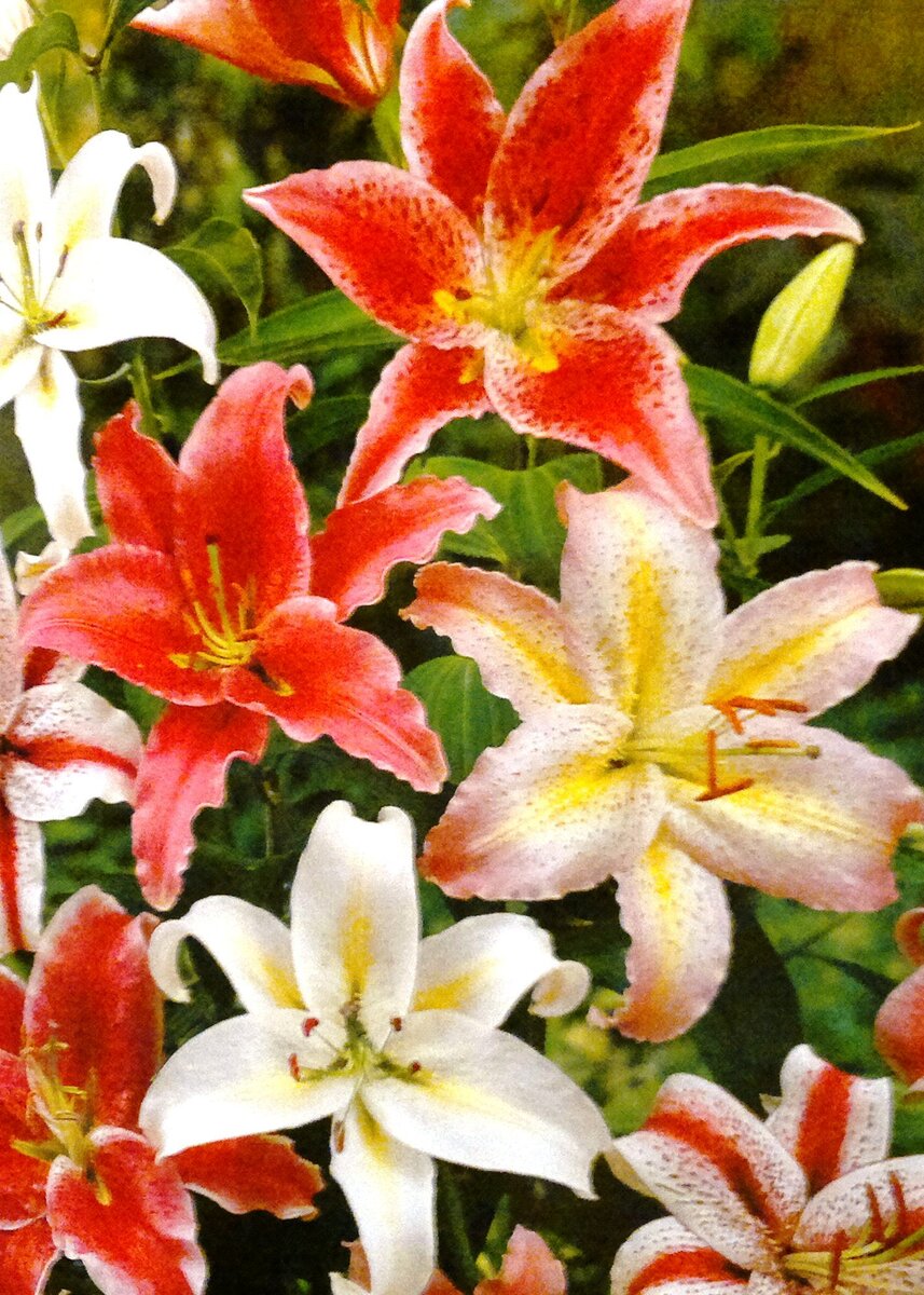 Фото из архива автора