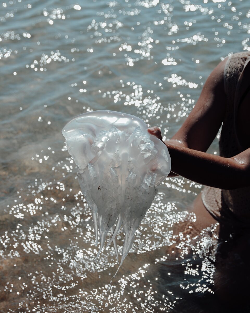 Медуза из Азовского моря