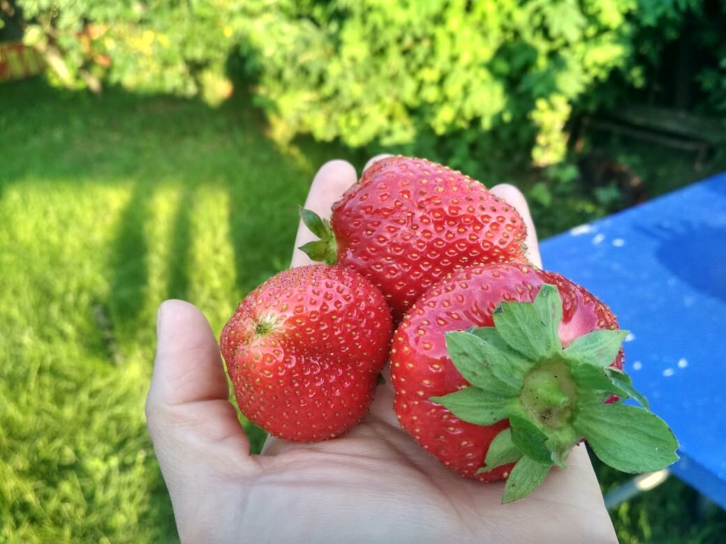 Первый урожай. Немного, но очень крупная. (листайте дальше).