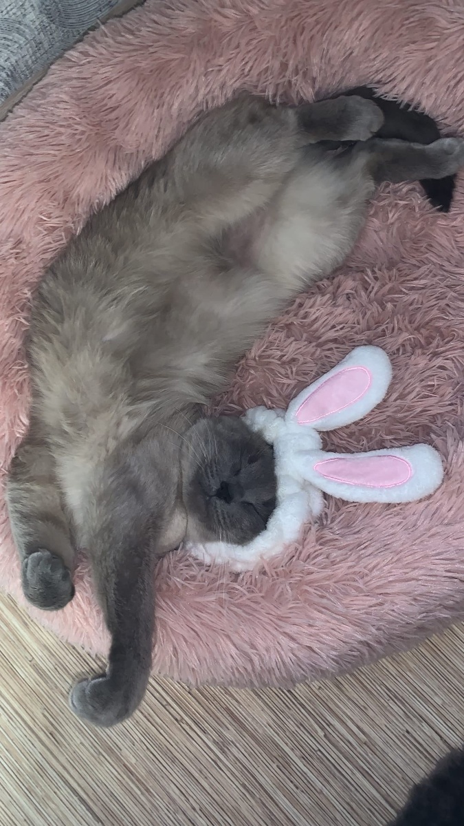 Спит красавчик