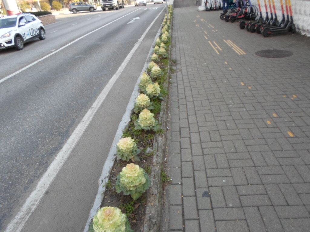 Капустный проспект.