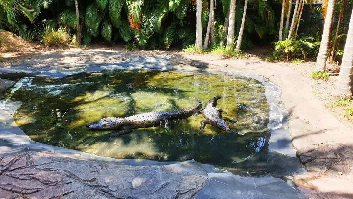 Этим крокодилам по 60-80 лет. Живут они на северных территориях Австралии