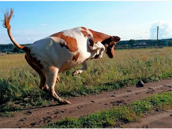 Так неслась Марта по улице, словно бешеный бык. 