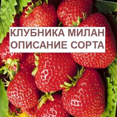 Клубника милана описание сорта фото