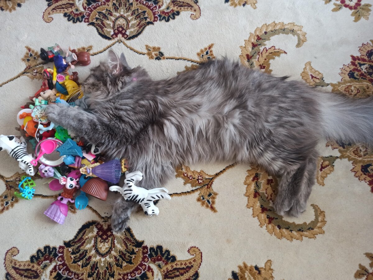 Даже кошка стала чихать. ..