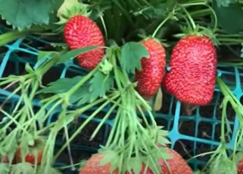 Клубника садовая, ремонтантная