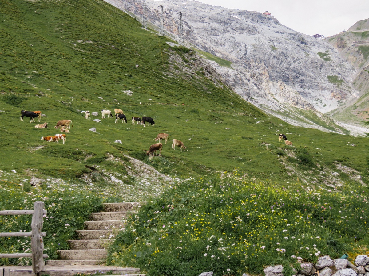 Около отеля паслись коровки как из рекламы Милка)