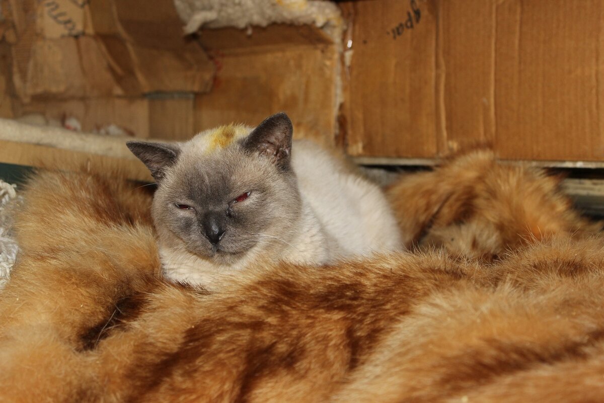 Маркиз на передержке, там к нему еще и лишай прицепился