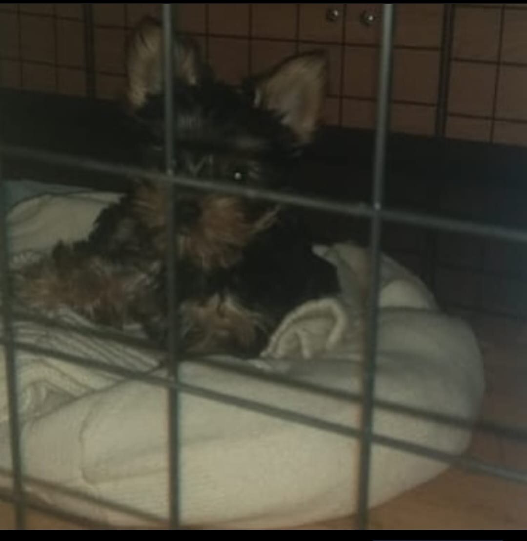 Узник вольера 