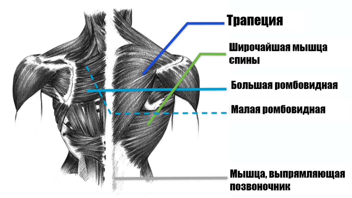 Как накачать спину? Путаница в 