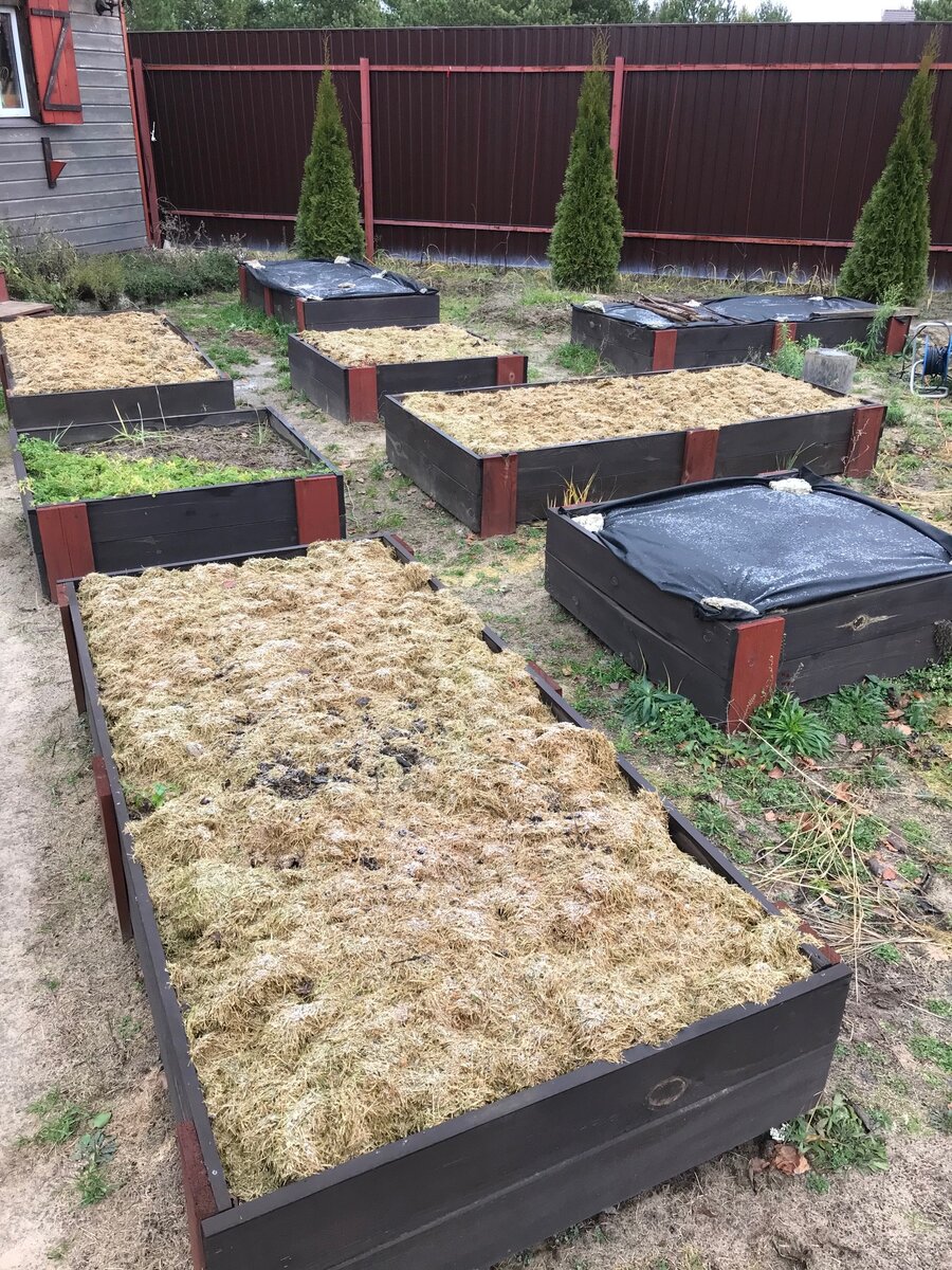 под черным укрывным материалом, тоже газонная трава - грядки готовы на  2021 год