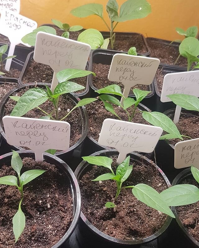 Рассада от @svetlana_gom