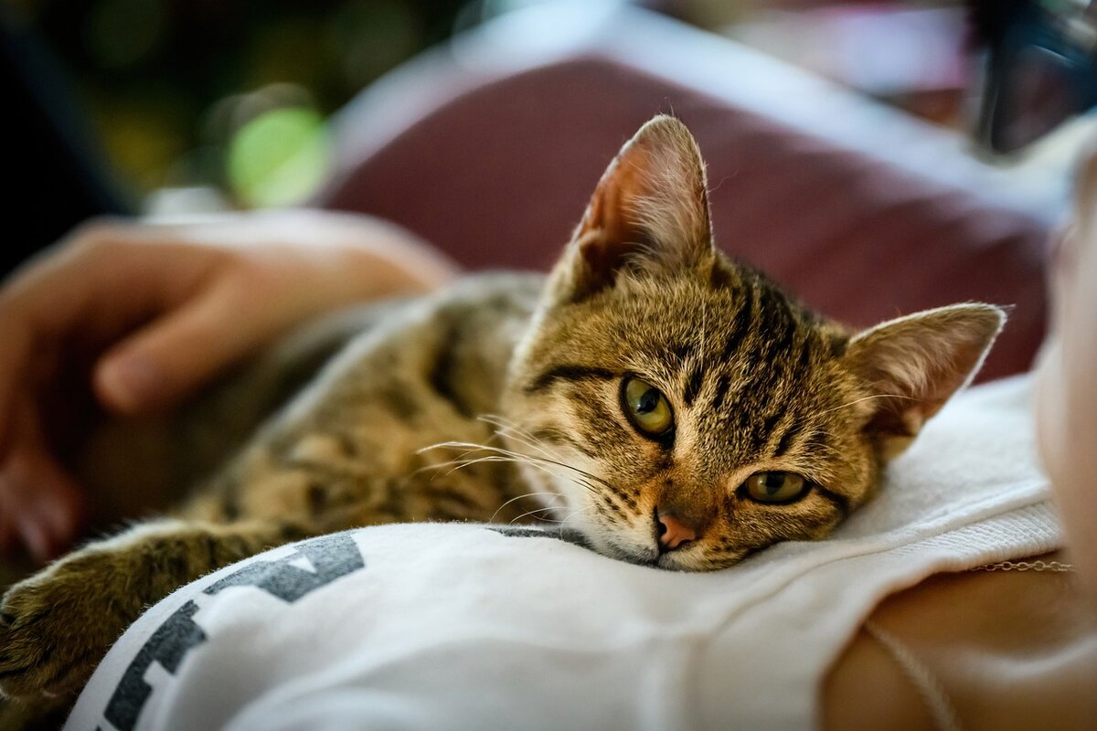 Как кошка узнает своих хозяев? И как долго она их помнит ? | ZOO CHANNEL |  Дзен
