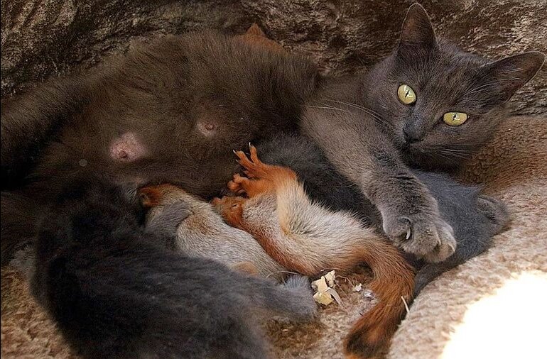 Мурка с малышами. Фото из свободных источников Яндекс.