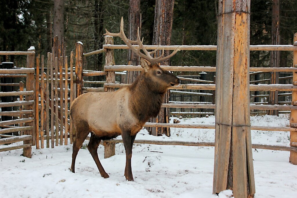 В зоопарках животные всегда грустнее, чем на природе