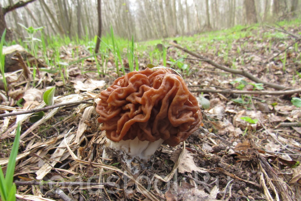 Саркосома не выстрелит, так хоть строчков пособираем (фото И.Лебединского)