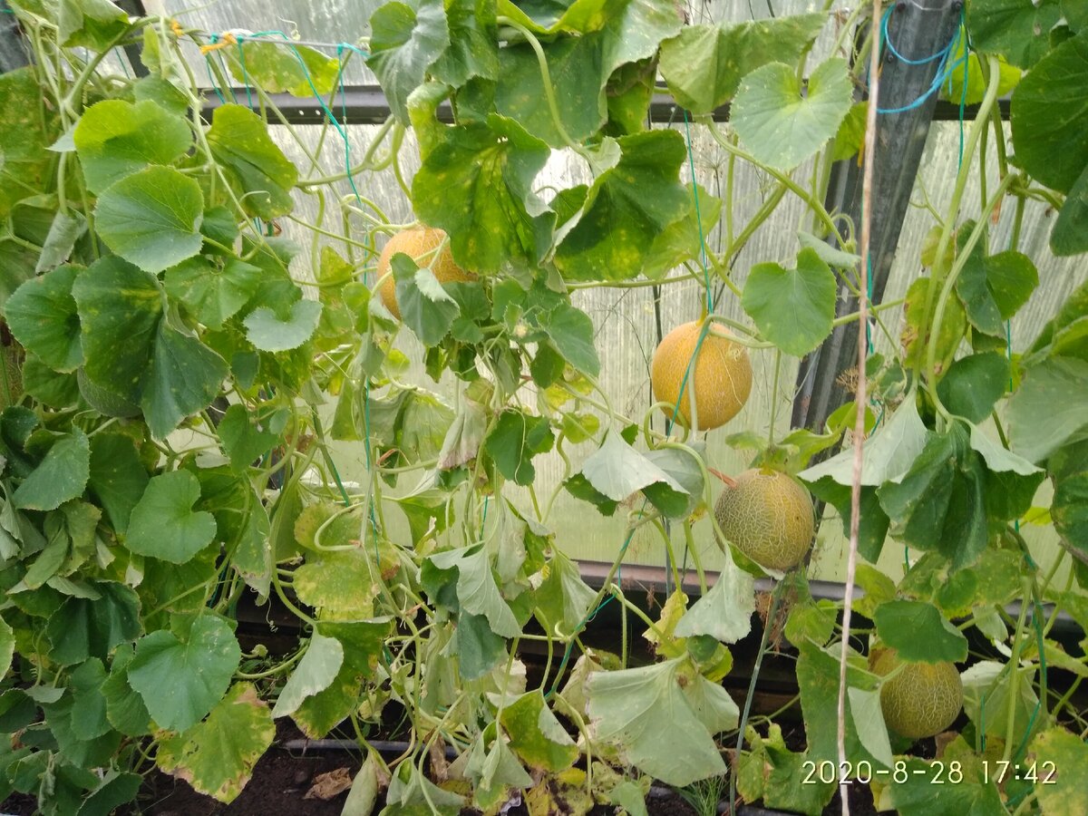 Как я дыни и арбузы на даче выращивала «Мой опыт выращивания арбузов и дыньв Тверской области» (часть 2)